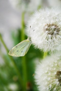 Butterfly and dandelion clipart