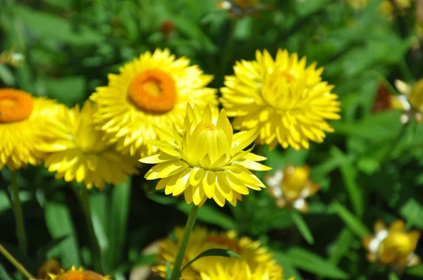 Sarı rengi bozulmayan çiçek Telifsiz Stok Imajlar