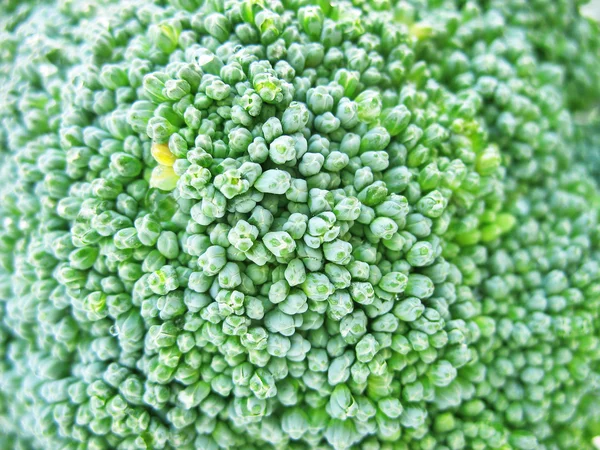 Brokoli - Stok İmaj