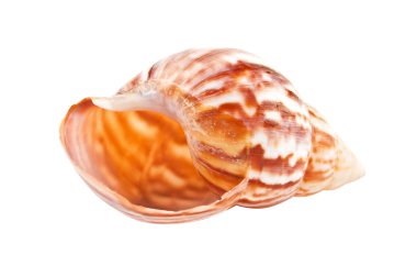 Sea shell clipart