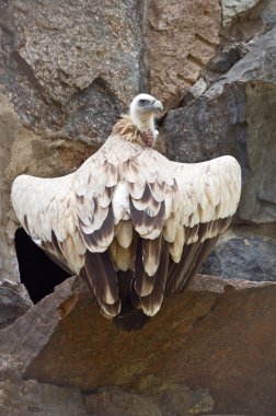 Griffon vulture clipart