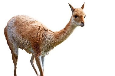Llama guanaco clipart