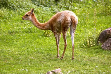 Lama çok