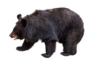 Black bear clipart