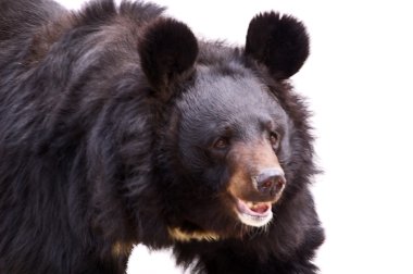 Black bear clipart