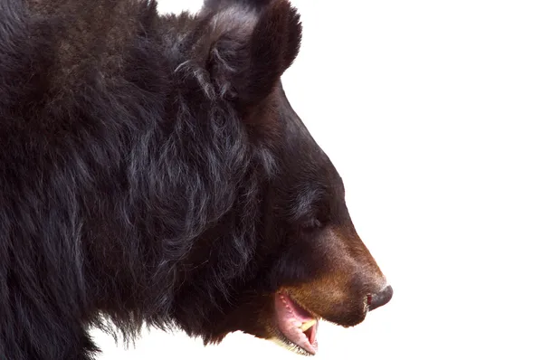 黑熊 — 图库照片
