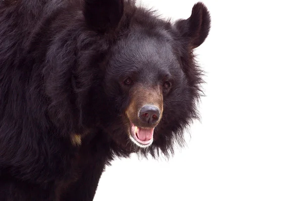 黑熊 — 图库照片