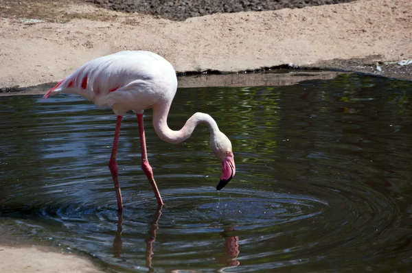 stock image Flamingo