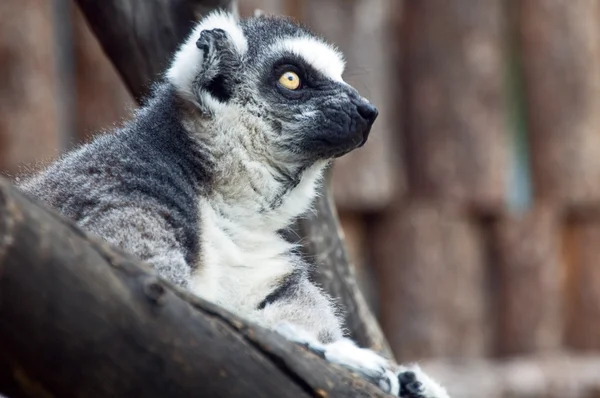 Lémur —  Fotos de Stock