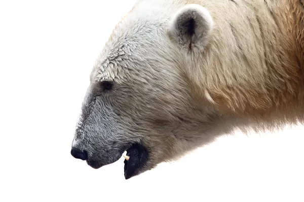 Белый медведь. Урсус приморский — стоковое фото