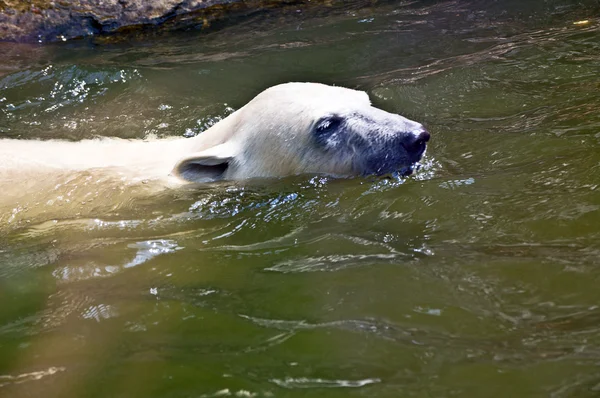 Kutup ayısı. Ursus maritimus — Stok fotoğraf