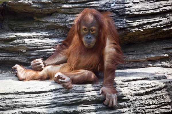Orangutan — Stock fotografie