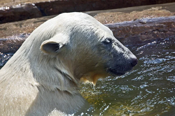 北极熊。熊类绕杆菌. — 图库照片