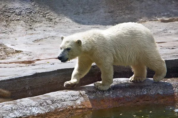 Polar bear — Stock Photo, Image