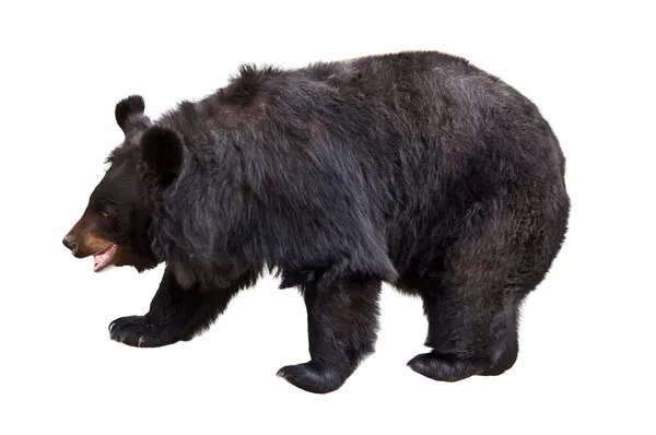 Czarny niedźwiedź — Zdjęcie stockowe