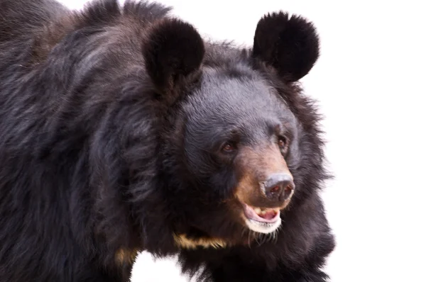 Urso negro — Fotografia de Stock