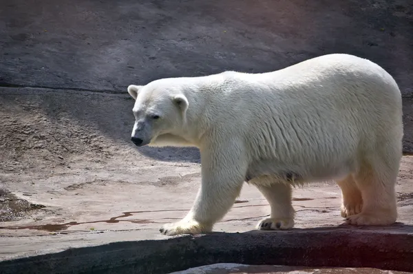 Polar bear Stock Image