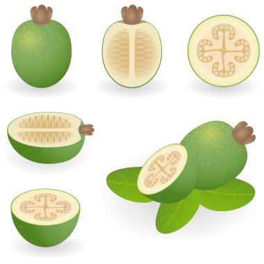 Feijoa clipart