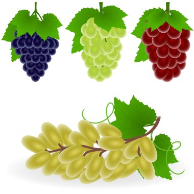 Grape clipart