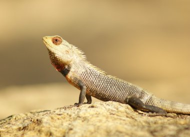 Gecko