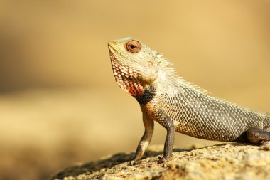 Gecko