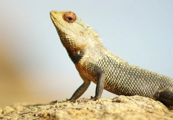 stock image Gecko