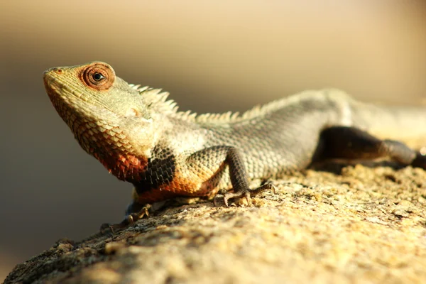 stock image Gecko