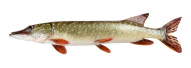 Pike fish clipart