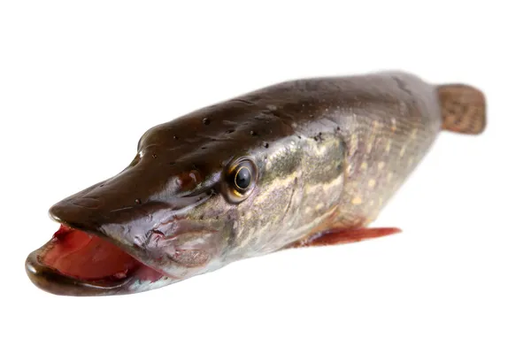 Peixe-pique — Fotografia de Stock