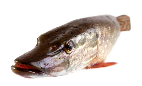 Peixe-pique — Fotografia de Stock
