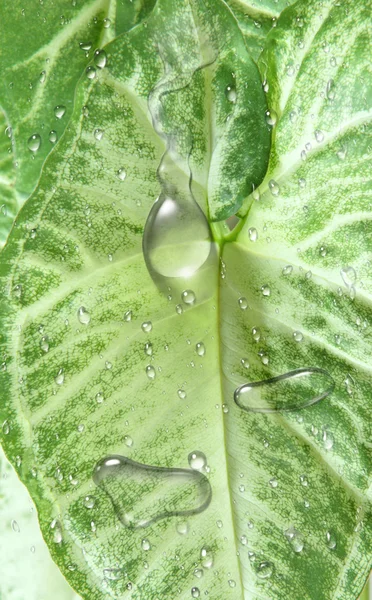 Yağmur damlacıklarıyla yaprak — Stok fotoğraf