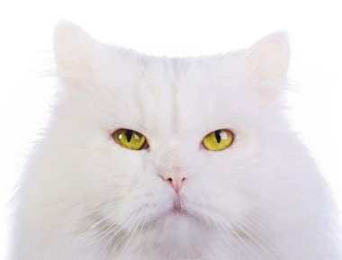 White fluffy cat clipart