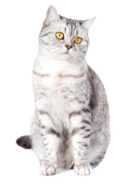 British cat on white background clipart