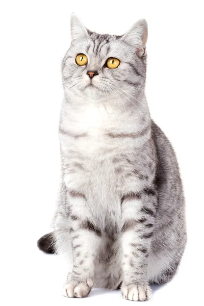 Britská kočka na bílém pozadí — Stock fotografie
