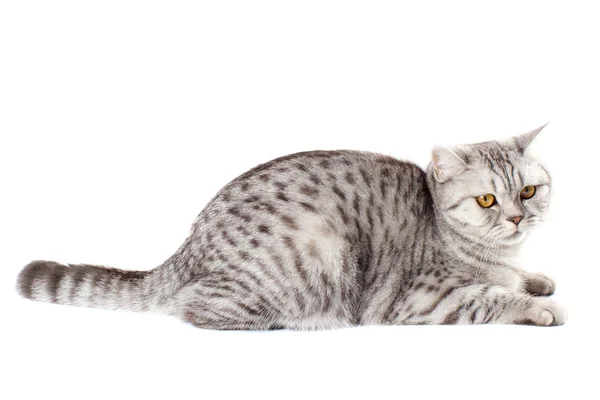 Британская кошка на белом фоне — стоковое фото