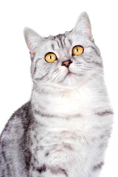 Britská kočka na bílém pozadí — Stock fotografie