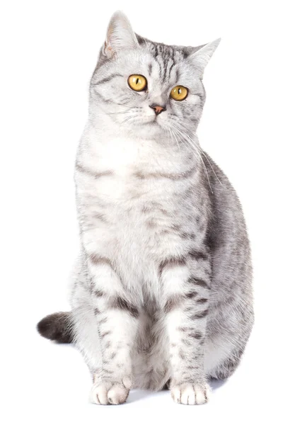 Британская кошка на белом фоне — стоковое фото