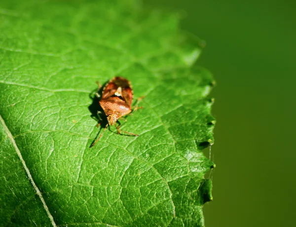 stock image Shield bug