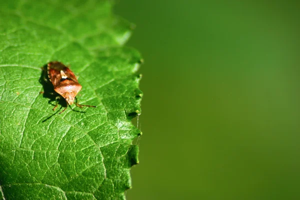 stock image Shield bug