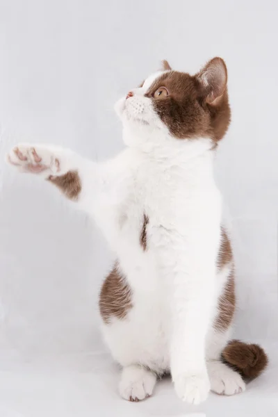Βρετανική γατάκι σε γκρι φόντο — Φωτογραφία Αρχείου