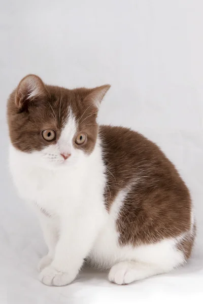Βρετανική γατάκι σε γκρι φόντο — Φωτογραφία Αρχείου