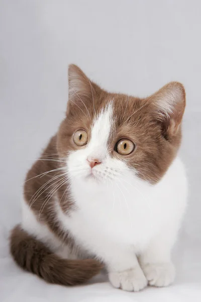 Gri zemin üzerine İngiliz yavru kedi — Stok fotoğraf