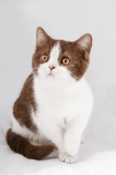 British kitten on gray background — Stock Photo, Image