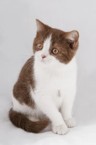 Британский котенок на сером фоне — стоковое фото