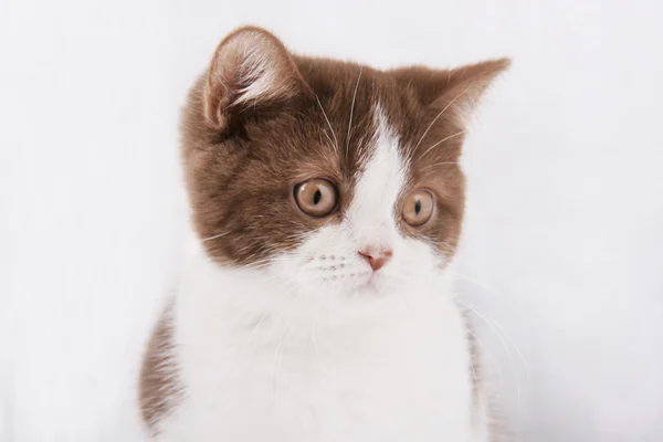 Британський кошеня на сірий фон — стокове фото