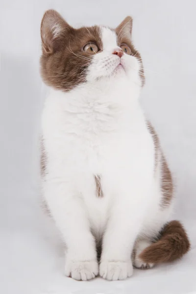 Britské kotě na šedém pozadí — Stock fotografie