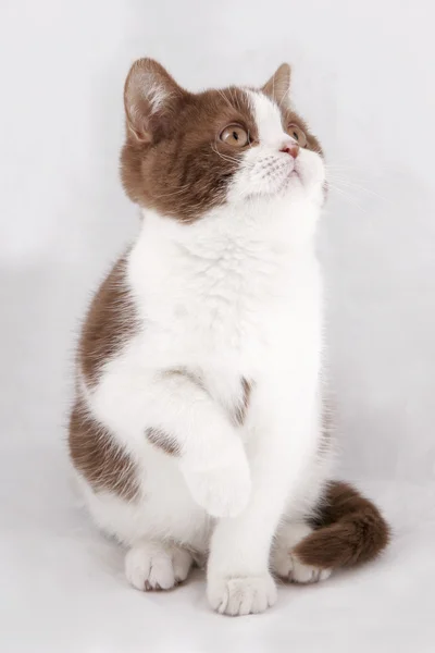 Британський кошеня на сірий фон — стокове фото