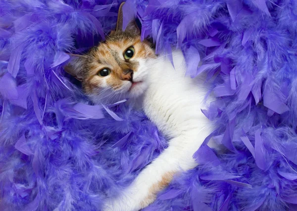 Cat in feathers — Stock Photo, Image
