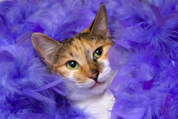 Cat in feathers — Stock Photo, Image