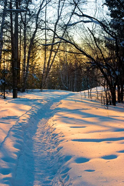 stock image Winter wood